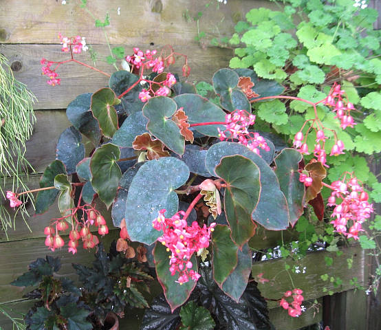 B. ‘Braemar’